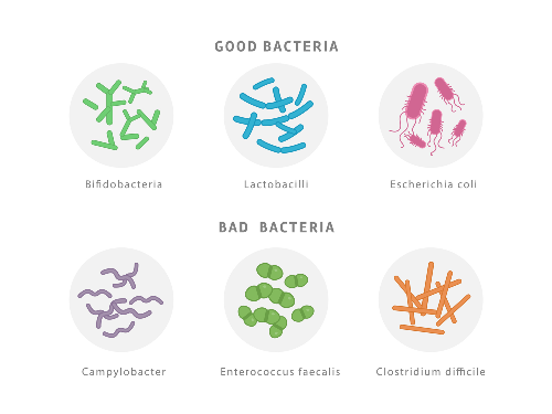 bacteria