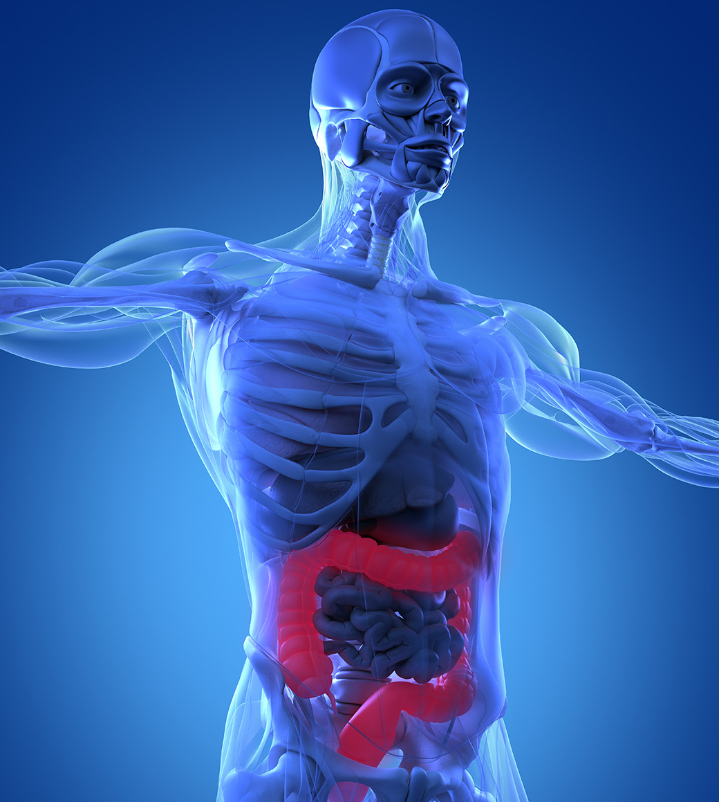 3D illustration of human anatomy, colon highlighted, xray-like view.