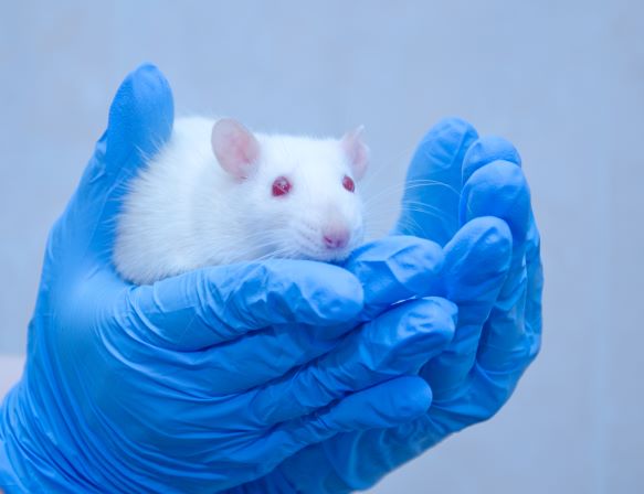 The 3Rs of animal testing